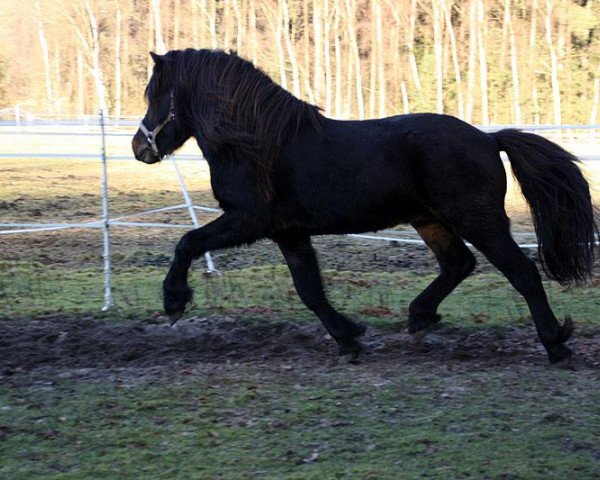 Pferd Demantur vom Moarschusterhof (Islandpferd, 2007, von Throttur fra Hvalnesi)