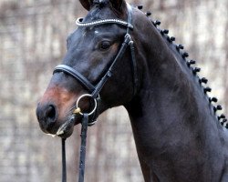 stallion Brandolino (Hanoverian, 2011, from Belissimo NRW)