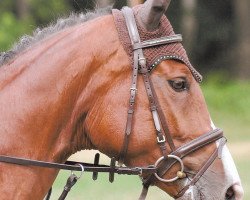 jumper Amelie 59 (Hanoverian, 2004, from Acorado I)