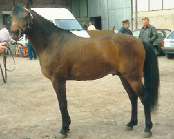 horse Opal B 70 (German Riding Pony, 1982, from Orcus I)