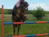 dressage horse Zaymon (German Riding Pony, 1993, from Zaid ben Raswan ox)