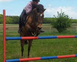 dressage horse Zaymon (German Riding Pony, 1993, from Zaid ben Raswan ox)