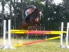 jumper Sir Lindos (Swiss Warmblood, 2003, from Sir Libero)