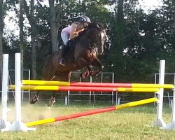 jumper Sir Lindos (Swiss Warmblood, 2003, from Sir Libero)