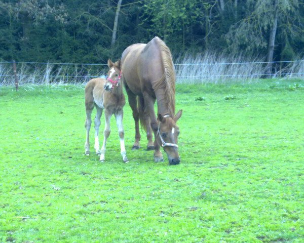 broodmare Rising Moon P (Bavarian, 2000, from Pacelli W)