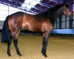 stallion Sambakönig xx (Thoroughbred, 1993, from Turfkönig xx)