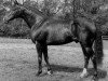stallion Vandale xx (Thoroughbred, 1943, from Plassy xx)
