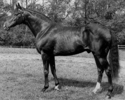 stallion Vandale xx (Thoroughbred, 1943, from Plassy xx)