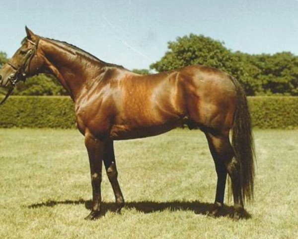 stallion Pronto xx (Thoroughbred, 1958, from Timor xx)