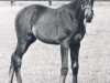 broodmare Palmira xx (Thoroughbred, 1966, from Neckar xx)