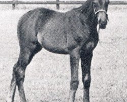 broodmare Palmira xx (Thoroughbred, 1966, from Neckar xx)