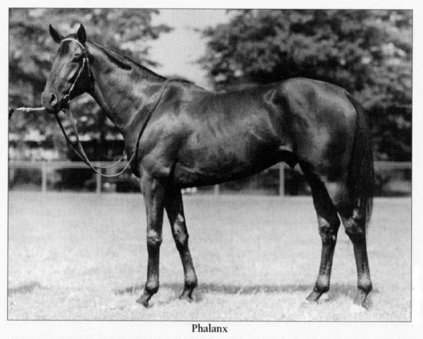 stallion Phalanx xx (Thoroughbred, 1944, from Pilate xx)