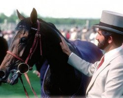 broodmare High Hawk xx (Thoroughbred, 1980, from Shirley Heights xx)