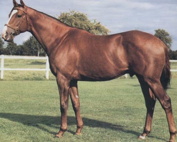 stallion Sharpman xx (Thoroughbred, 1976, from Sharpen Up xx)