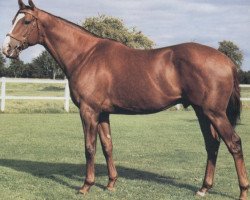 stallion Sharpman xx (Thoroughbred, 1976, from Sharpen Up xx)