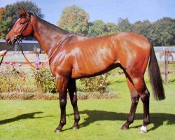 stallion Celestial Storm xx (Thoroughbred, 1983, from Roberto xx)