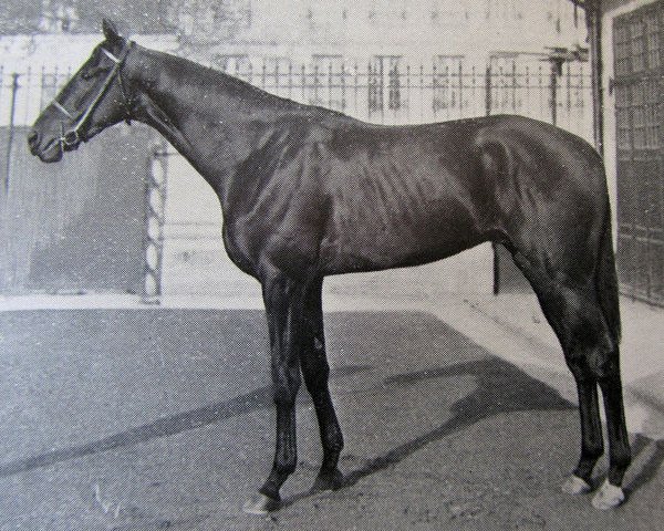 stallion Fontenay xx (Thoroughbred, 1946, from Tornado xx)