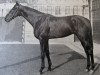 stallion Fontenay xx (Thoroughbred, 1946, from Tornado xx)
