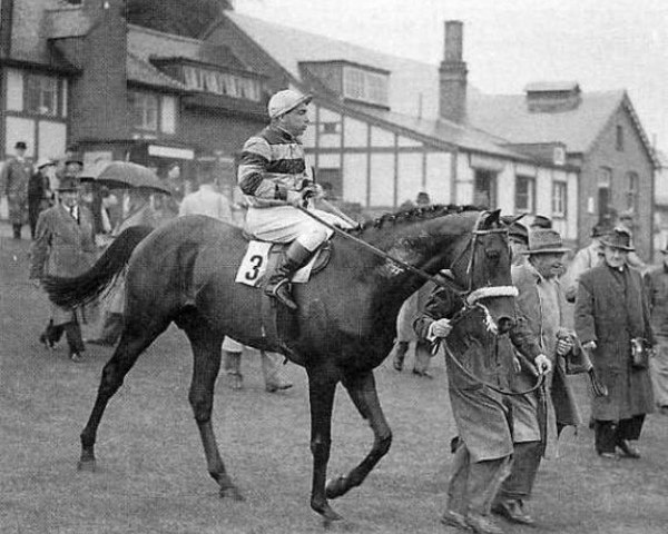 stallion Tropique xx (Thoroughbred, 1952, from Fontenay xx)