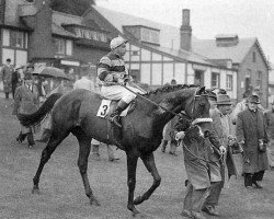 stallion Tropique xx (Thoroughbred, 1952, from Fontenay xx)