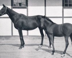 broodmare Oranien xx (Thoroughbred, 1949, from Nuvolari xx)