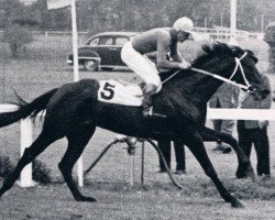 broodmare Elektra xx (Thoroughbred, 1962, from Orsini xx)