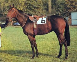 stallion Ebano xx (Thoroughbred, 1973, from Tanerko xx)