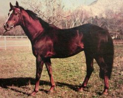 stallion Carmelite House xx (Thoroughbred, 1985, from Diesis xx)