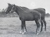 broodmare Love In xx (Thoroughbred, 1966, from Crepello xx)