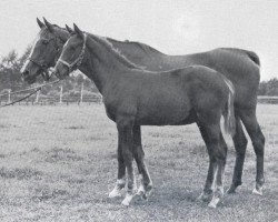 broodmare Love In xx (Thoroughbred, 1966, from Crepello xx)