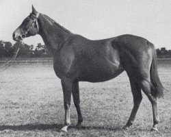 broodmare Liranga xx (Thoroughbred, 1973, from Literat xx)