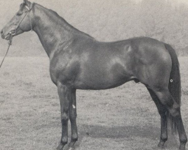 stallion Wise Money xx (Thoroughbred, 1967, from Royal Record II xx)