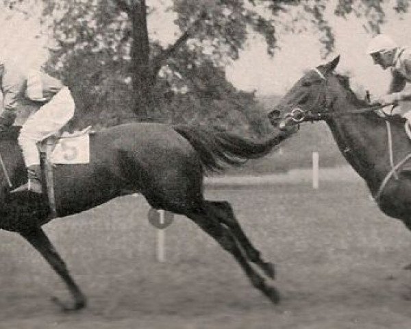 broodmare Wildbahn xx (Thoroughbred, 1951, from Angeber xx)