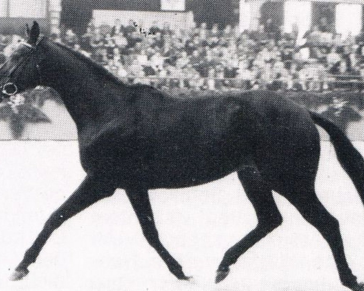 stallion Ostblitz xx (Thoroughbred, 1974, from Priamos xx)