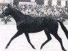 stallion Ostblitz xx (Thoroughbred, 1974, from Priamos xx)