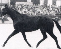 stallion Ostblitz xx (Thoroughbred, 1974, from Priamos xx)