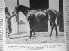 stallion Louqsor xx (Thoroughbred, 1932, from Aethelstan xx)