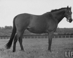 broodmare Astronomie xx (Thoroughbred, 1932, from Asterus xx)