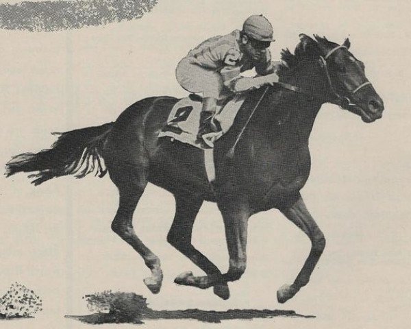 stallion Cavan xx (Thoroughbred, 1955, from Mossborough xx)