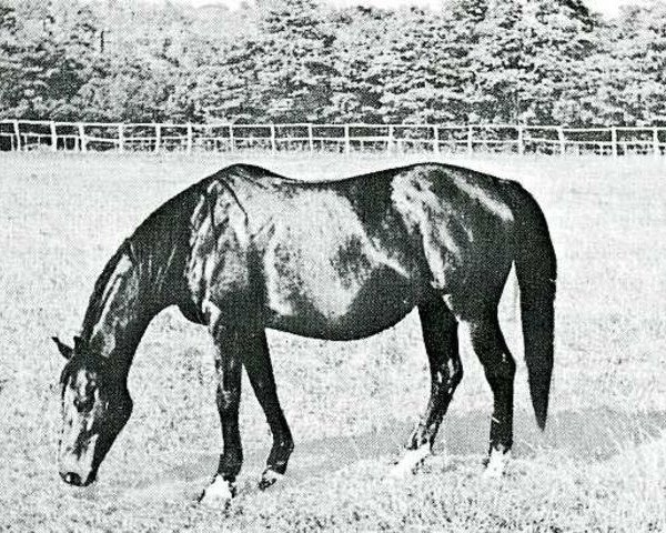 Pferd Buonamica xx (Englisches Vollblut, 1943, von Niccolo Dell'Arca xx)