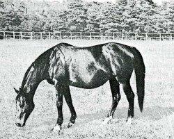 broodmare Buonamica xx (Thoroughbred, 1943, from Niccolo Dell'Arca xx)