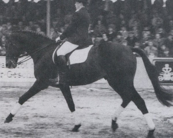 stallion Belmondo xx (Thoroughbred, 1970, from Botticelli xx)