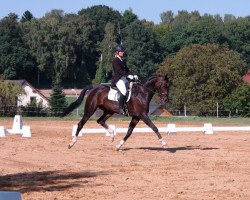 dressage horse Casanova (German Sport Horse, 2005, from Competent)