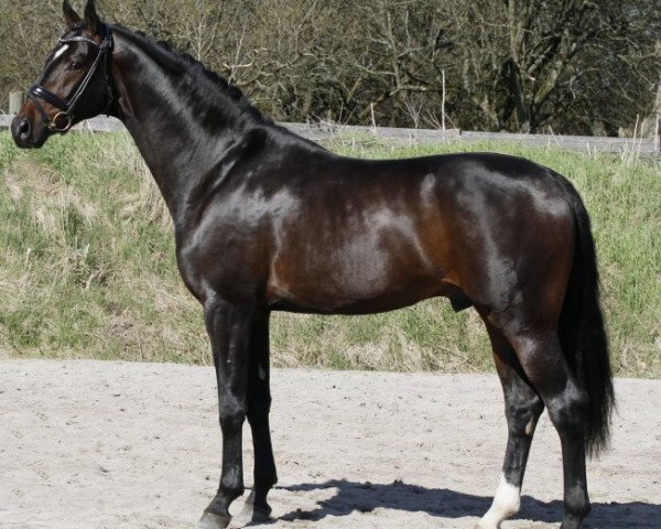 stallion Sir Donnerhall II OLD (Oldenburg, 2006, from Sandro Hit)