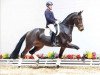 dressage horse Sir Rubin 3 (Oldenburg, 2009, from Sir Donnerhall I)