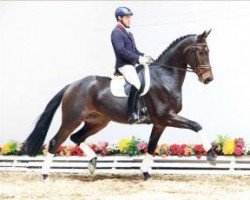 dressage horse Sir Rubin 3 (Oldenburg, 2009, from Sir Donnerhall I)