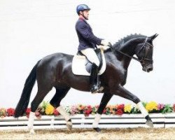 dressage horse Das Röschen (Oldenburg, 2009, from Donnerball)