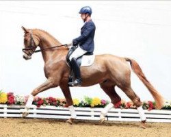 dressage horse Quastello (Oldenburg, 2009, from Quiztime)