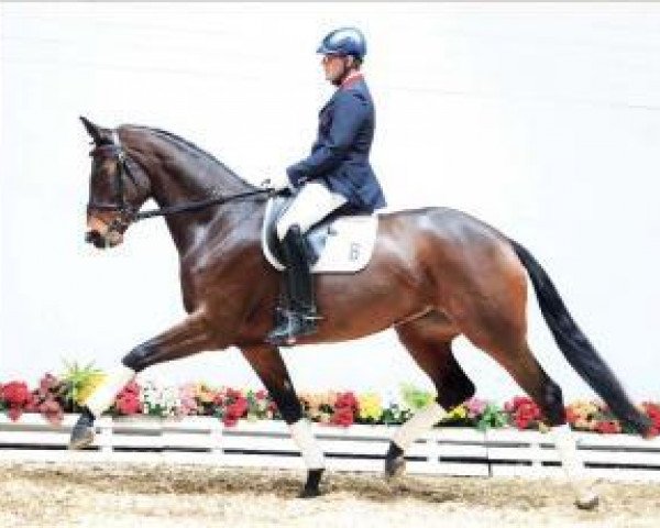 dressage horse Imperia S1 (Oldenburg, 2010, from Imperio 3)