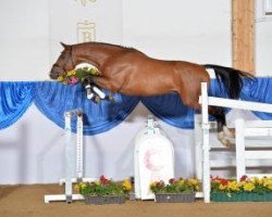 stallion Quaid Fight (Hanoverian, 2011, from FRH Quaid)